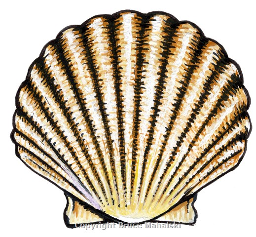 048 - New Zealand Scallop